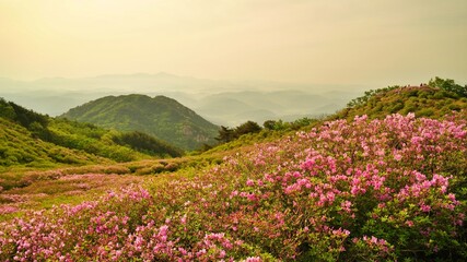 Beautifully blooming Hwangmaesan scenery