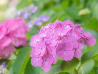 梅雨から初夏の公園や花壇を彩るアジサイのある風景。木漏れ日の光でボケた景色。ぼんやりした花畑のイメージ