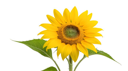 Fototapeta premium sunflower isolated on a white background.