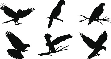 Soaring Birds Vector Scene