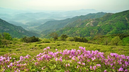 Obraz premium Beautifully blooming Hwangmaesan Mountain scenery