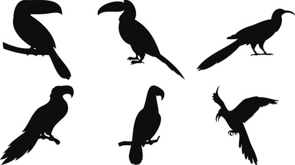 Exotic Bird Set in Silhouettes