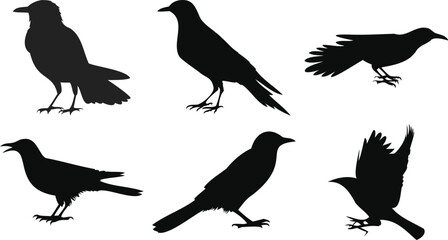 Crow Species Silhouette Group