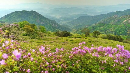 Obraz premium Beautifully blooming Hwangmaesan Mountain scenery