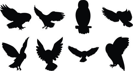 Multiple Owls in Flight and Resting