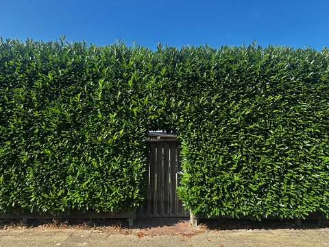Laurel hedge with wooden gate. Glossy green leaves form a tall, well-maintained living fence along a sidewalk (Netherlands)