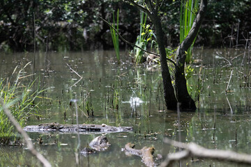 Bird perched on a branch near still water surrounded by lush vegetation in a tranquil natural setting