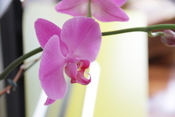 Flor Orquídea Rosa