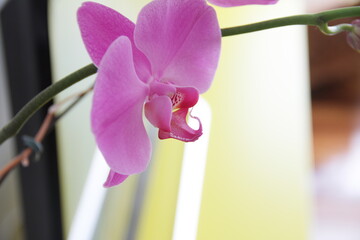 Flor Orquídea Rosa