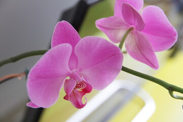 Flor Orquídea Rosa