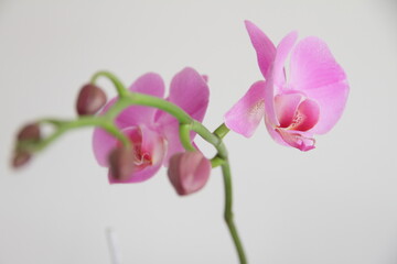 Flor Orquídea Rosa