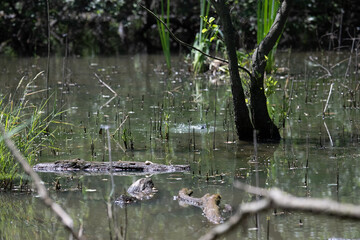 Bird perched on a branch near still water surrounded by lush vegetation in a tranquil natural setting