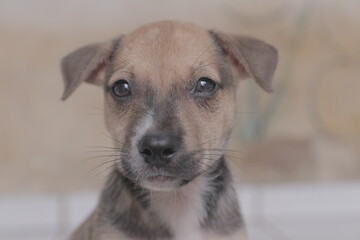 Cachorro Caramelo