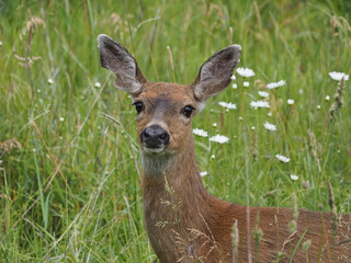 Black-tailed Deer in meadow