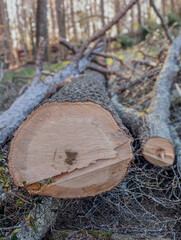 ree trunk that was cut down with chainsaw