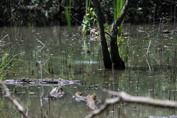 Bird perched on a branch near still water surrounded by lush vegetation in a tranquil natural setting