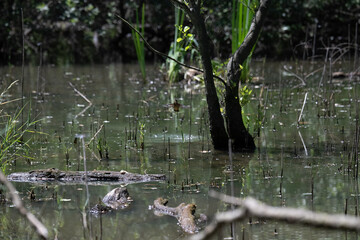 Bird perched on a branch near still water surrounded by lush vegetation in a tranquil natural setting