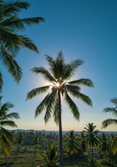 Obraz premium Silhouette of Palm Tree with Sun Shining Through Leaves