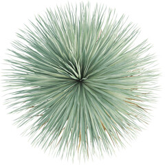 Top view of Desert Spoon plant - Dasylirion Wheeleri