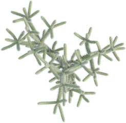 Top view of Cane Cholla plant - Cylindropuntia Spinosior