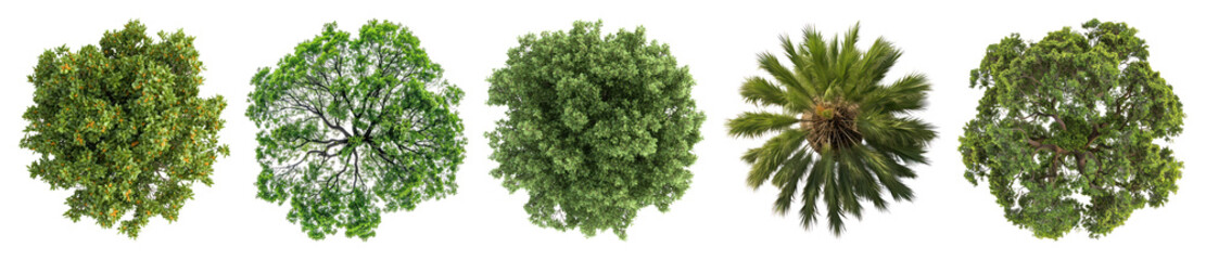 Obraz premium PNG Lush tree canopy collection, element set on transparent background