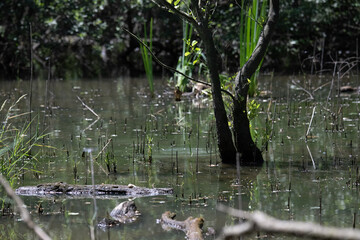 Bird perched on a branch near still water surrounded by lush vegetation in a tranquil natural setting