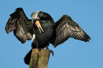 Great cormorant (Phalacrocorax carbo)bird sitting on the tree with blue sky background