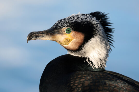 The great cormorant (Phalacrocorax carbo) with blue sky background