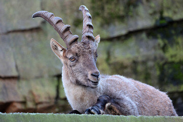 closeup shot of a capra ibex on blurred nature background