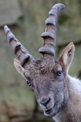 closeup shot of a capra ibex on blurred nature background
