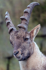 closeup shot of a capra ibex on blurred nature background