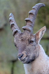 closeup shot of a capra ibex on blurred nature background