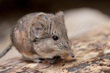 close up of a cute round-eared elephant shrew (Macroscelides proboscideus)