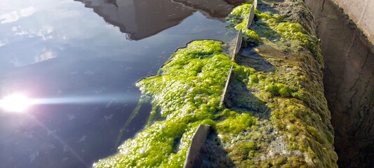 Algae Growth on Surface of Water During Purification Process in Natural Setting