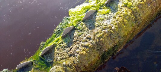 Algae Growth on Water Purification System Reveals Environmental Impact on Local Water Quality