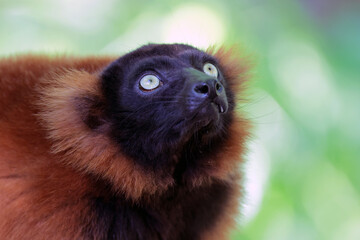 close up view of the Varecia rubra monkey