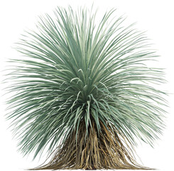 Side view of Desert Spoon plant - Dasylirion Wheeleri