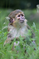 cute little Gabon talapoin monkey (Miopithecus ogouensis) sitting on the grass in the forest