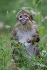 cute little Gabon talapoin monkey (Miopithecus ogouensis) sitting on the grass in the forest