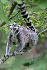animals, background, beautiful, black, branch, cute, eyes, face, fauna, fluffy, forest, fur, furry, green, lemurs, nature, outdoors, park, portrait, primate, striped, tail, tree, white, wild, wildlife