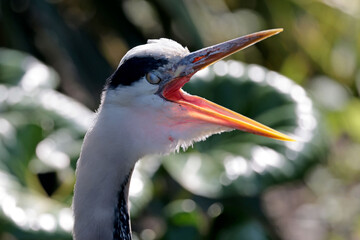 a close up shot of a great grey heron (Ardea cinerea) with its open beak and open eyes