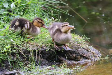 young wild ducklings on the lake