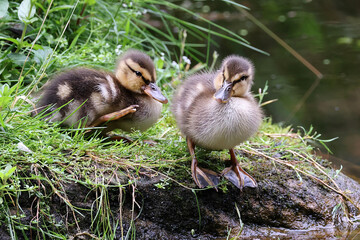 young wild ducklings on the lake