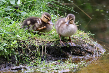 young wild ducklings on the lake