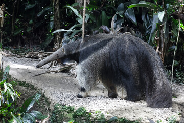 A giant anteater (Myrmecophaga tridactyla) in the forest