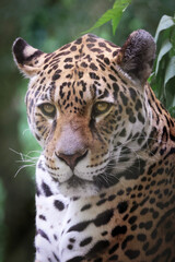 view of the jaguar (panthera onca) head