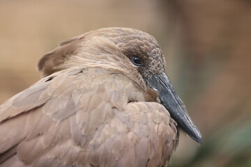 a close up of a Scopus umbretta bird on blurred background