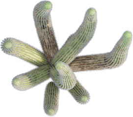 Top view of Senita Cactus plant - Lophocereus Schottii