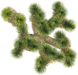 Top view of Yucca plant - Yucca Decipiens