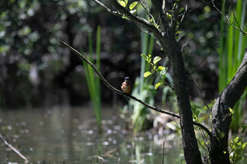 Bird perched on a branch near still water surrounded by lush vegetation in a tranquil natural setting